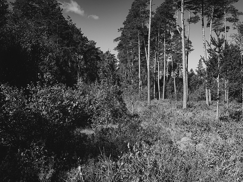 Initial situation - a woodland of pine trees, studio substrata, Reinis Salins, Igors Malovickis